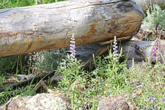 Lupinus sericeus sericeus