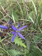 Camassia quamash quamash