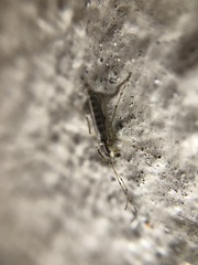 Chironomidae