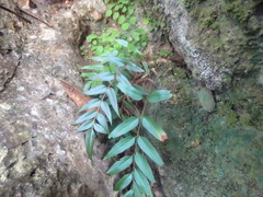 Ventilago