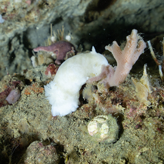 Diaulula punctuolata