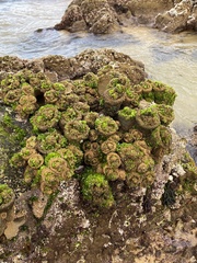Pyura praeputialis