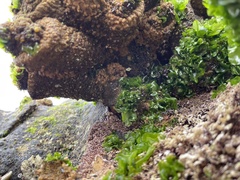 Pyura praeputialis