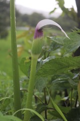 Arisaema murrayi