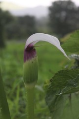Arisaema murrayi