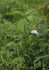 Arisaema murrayi