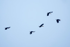 Rhyticeros undulatus