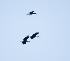 Rhyticeros undulatus