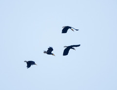 Rhyticeros undulatus