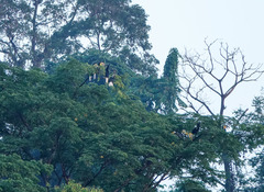 Rhyticeros undulatus