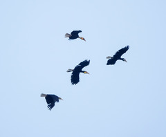 Rhyticeros undulatus