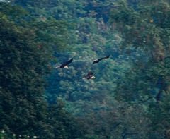 Rhyticeros undulatus