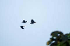 Rhyticeros undulatus