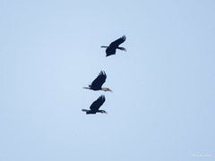 Rhyticeros undulatus