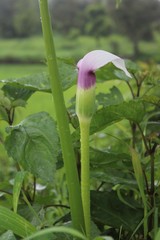 Arisaema murrayi