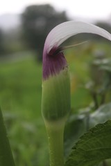 Arisaema murrayi