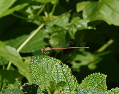 Ceriagrion olivaceum