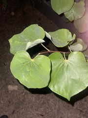 Cercis canadensis canadensis