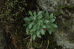 Draba cana