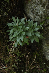 Draba cana