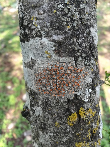 Haematomma accolens image