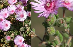 Drosanthemum striatum