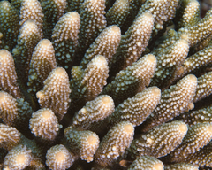 Acropora gemmifera