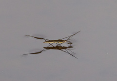 Limnoporus
