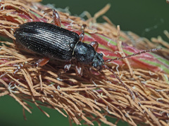 Plateumaris consimilis