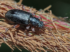 Plateumaris consimilis