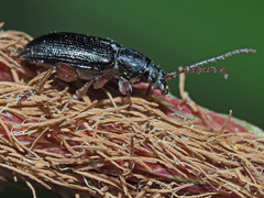 Plateumaris consimilis