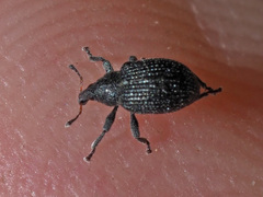 Anoplus roboris