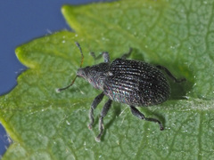 Anoplus roboris