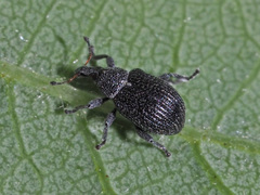 Anoplus roboris