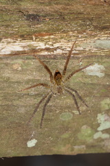 Cupiennius coccineus