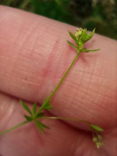 Image of Galium divaricatum by (c) Sigourney Juneau, some rights reserved (CC BY)