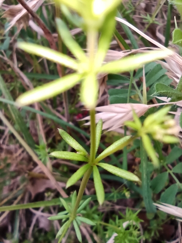 Image of Galium divaricatum by (c) Sigourney Juneau, some rights reserved (CC BY)
