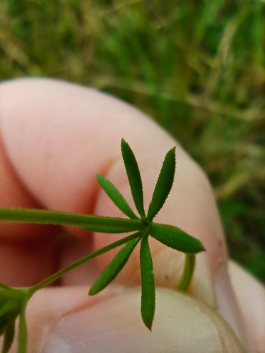 Image of Galium divaricatum by (c) Sigourney Juneau, some rights reserved (CC BY)
