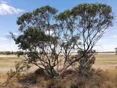 Eucalyptus subangusta subangusta