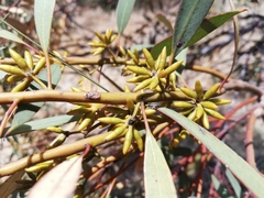 Eucalyptus subangusta subangusta