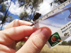 Eucalyptus subangusta subangusta