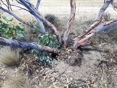 Eucalyptus subangusta subangusta