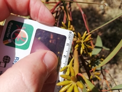 Eucalyptus subangusta subangusta