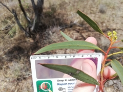 Eucalyptus subangusta subangusta