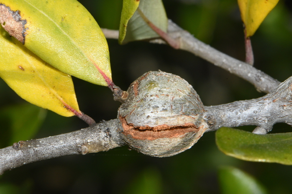 Southern Live Oak Stem Gall Wasp