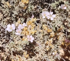 Frankenia pauciflora