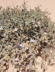 Frankenia pauciflora