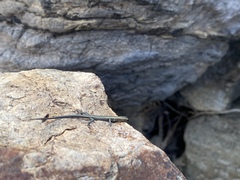 Cryptoblepharus litoralis