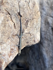 Cryptoblepharus litoralis