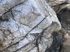 Cryptoblepharus litoralis